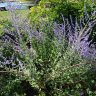 Wildgarden
