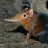 Shrews