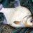 Bream